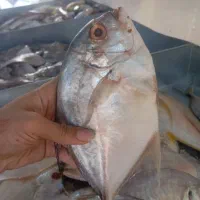 ماهی تازه جنوب|خوردنی و آشامیدنی|فولادشهر, B7|دیوار