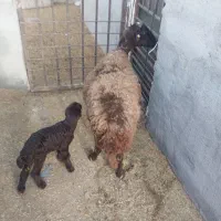 میش با بره|حیوانات مزرعه|رباطکریم, رباطکریم|دیوار