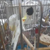 یک جفت عروس هلندی مولد با دوتا جوجه ۳۵۰۰