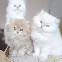 گربه پرشین اصیل