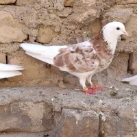 شازده سرور|پرنده|قم, نیروگاه|دیوار