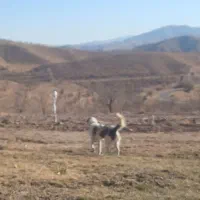 سگ سنگسری|سگ|فاروج, |دیوار