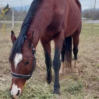 اسب دست پا بلند|اسب و تجهیزات اسب‌سواری|سنگر, |دیوار