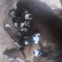 سگ ماد سرابی باتوله هاش