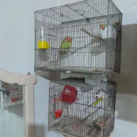 فنچ وطوطی برزیلی|پرنده|رشت, کوی حسینی|دیوار