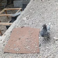 مرغ و خروس زینتی|پرنده|کوهمره, |دیوار