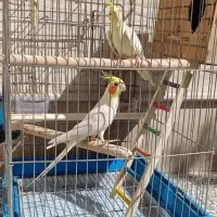 عروس هلندی مولد