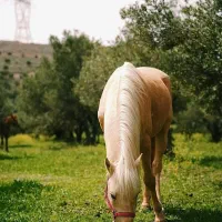 اسب 6 ساله برای سوارکاری