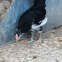 مرغ خروس گلین  بدون پرغلط ونیمچه خال سوزنی|حیوانات مزرعه|اهواز, پردیس|دیوار