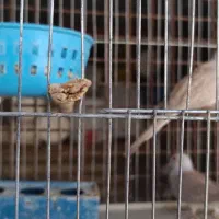 مرغ عشق نر|پرنده|آبدانان, |دیوار