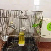 عروس هلندی نر