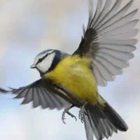 مرغ