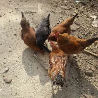 دوخروس وسه مرغ قیمت توافقی|حیوانات مزرعه|تویسرکان, |دیوار