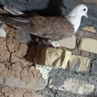 کبوتر کله سفید