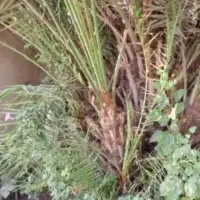 پاجوش نردرخت نخل