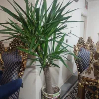 گل وگیاه|گل و گیاه طبیعی|شاهینشهر, بنیاد ازدواج|دیوار