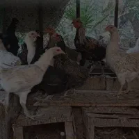 تعدادی مرغ درجه یک نژاد گُلین اصل اصل همه چیز تمام