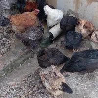 فروش مرغ محلی