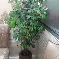 درختچه گیلاس مرتب تمیز وشیک|گل مصنوعی|الیگودرز, |دیوار