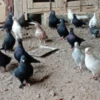 فروش کبوتر|پرنده|اصفهان, سروستان|دیوار