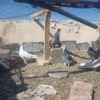 کبوتر|پرنده|میرجاوه, |دیوار