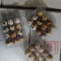 بهداشتی پک بسته بندی تخم بلدرچین|ظروف نگهدارنده، پلاستیکی، یکبارمصرف|زنجان, |دیوار