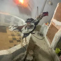 خروس لاری|حیوانات مزرعه|اشنویه, |دیوار