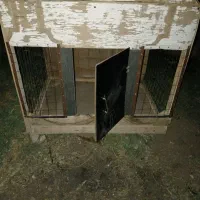 قفس پرنده فروش فوری|لوازم جانبی حیوانات|کوهین, |دیوار