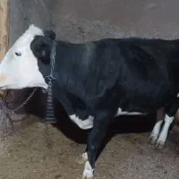 گاو شیری با گوساله