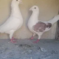 کفتر کبوتر گراف المانی