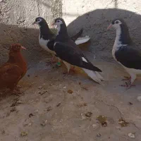 کبوترساده افشون|پرنده|اسفراین, |دیوار