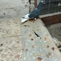 جوجه دمسفید