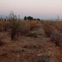 زمین هزار متری در کودیان|فروش زمین و ملک کلنگی|شیراز, کودیان|دیوار