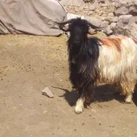 ددوبر|حیوانات مزرعه|اصفهان, سرشبادران|دیوار