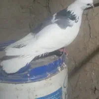 یه جفت شازده همه چی تموم