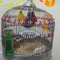 قناری خاکی