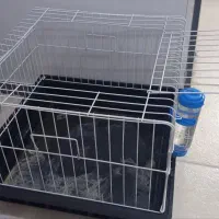 خوکچه هندی فشن|موش و خرگوش|تهران, شمشیری|دیوار