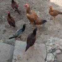 پنج عدد جوجه محلی|حیوانات مزرعه|خمک, |دیوار