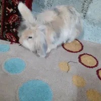 خرگوش نژاد لپ
