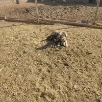 توله کنکرسو|سگ|سبزوار, غرب نیروگاه|دیوار