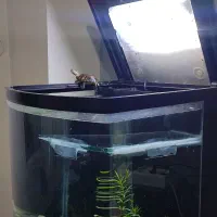 آکواریوم ماهیران