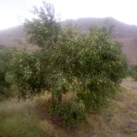 نیازمند 1000 کارگر از منطقه سیستان بویژه زابل