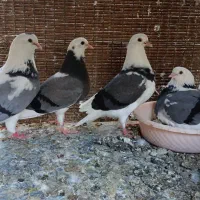 جوجه کبوتر پرشی