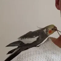 عروس هلندی نر رام