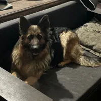 سگ ماده ژرمن شیپرد شولاین