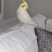 عروس هلندی نر سخنگو