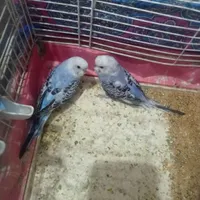 مرغ عشق پروانه ای با۴جوجه بنفش رنگ کمیاب فنچ|پرنده|تبریز, |دیوار