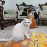 بیریتیش ماده عقیم نشده