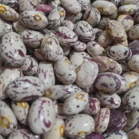 حبوبات (لوبیا چیتی )