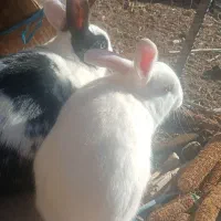 خرگوش|موش و خرگوش|فرخ‌شهر, |دیوار